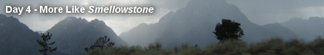 Day 4 - More Like Smellowstone